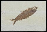 Knightia Fossil Fish - Wyoming #66541-1